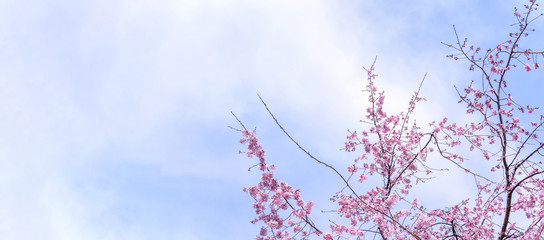 Obraz premium Beautiful cherry blossoms sakura tree bloom in spring in the castle park, copy space, close up, macro.