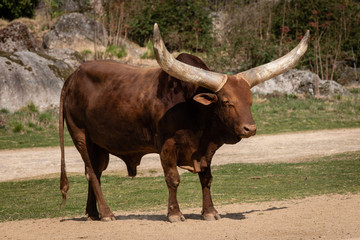 Watusi