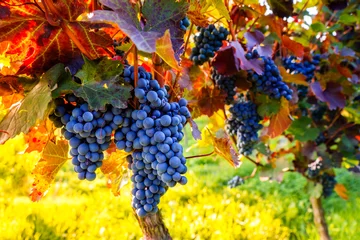 Foto op Canvas Wijnstok voor druivenoogst in de herfst © Sina Ettmer
