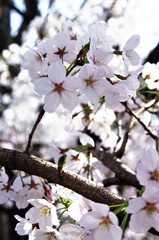 Scientific name is Cerasus ×yedoensis (Matsum.) Masam. & Suzuki ‘Somei-yoshino. 