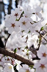 Scientific name is Cerasus ×yedoensis (Matsum.) Masam. & Suzuki ‘Somei-yoshino. 