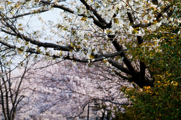 Scientific name is Cerasus ×yedoensis (Matsum.) Masam. & Suzuki ‘Somei-yoshino. 