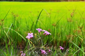 Rice paddy field of agricultural at rural in Thailand