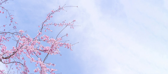 Beautiful cherry blossoms sakura tree bloom in spring in the castle park, copy space, close up, macro.