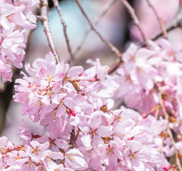 Beautiful cherry blossoms sakura tree bloom in spring in the castle park, copy space, close up, macro.