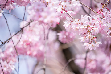 Beautiful cherry blossoms sakura tree bloom in spring in the castle park, copy space, close up, macro.