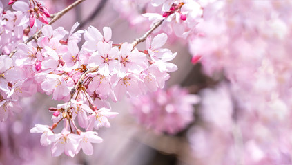 Fototapeta na wymiar Beautiful cherry blossoms sakura tree bloom in spring in the castle park, copy space, close up, macro.