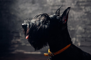 Scottish terrier puppy is posing in studio on a dark background