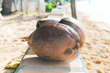 Natural food of Thailand coconut fallen palm