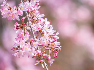 Beautiful cherry blossoms sakura tree bloom in spring in the castle park, copy space, close up, macro.