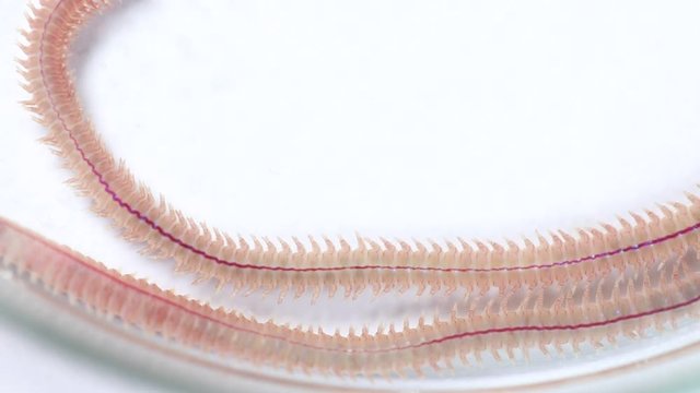 Sand Worm (Perinereis sp.) is the same species as sea worms (Polychaete), Living in a beach area with relatively shallow water levels for education in laboratory.