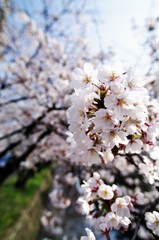 Naklejka premium Scientific name is Cerasus ×yedoensis (Matsum.) Masam. & Suzuki ‘Somei-yoshino. 
