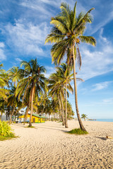 Obraz na płótnie Canvas Palmeras en una playa en el caribe