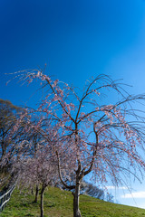 横浜こどもの国　「三春の滝桜」子孫樹　2019/03/24撮影