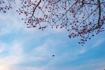 新横浜　桜の蕾と夕暮れの空　2019/03/20撮影