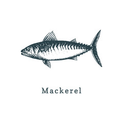 Illustration of mackerel. Fish sketch in vector. Drawn seafood in engraving style. Used for can sticker, shop label etc.