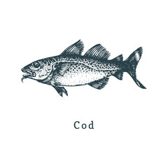 Illustration of codfish. Fish sketch in vector. Drawn seafood in engraving style. Used for can sticker, shop label etc.