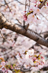 Scientific name is Cerasus ×yedoensis (Matsum.) Masam. & Suzuki ‘Somei-yoshino. 