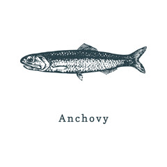 Illustration of anchovy. Fish sketch in vector. Drawn seafood in engraving style. Used for can sticker, shop label etc.