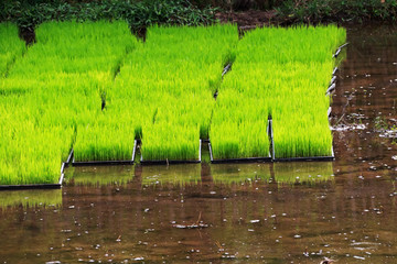 rice sapling, rice plant at the paddy field, floating rice farm at rural in Thailand