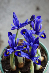 Blüten blaue Iris im Miniformat bis 15 cm Lilie © Birgit Puck