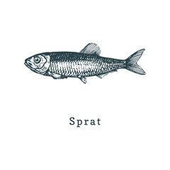 Illustration of sprat. Fish sketch in vector. Drawn seafood in engraving style. Used for can sticker, shop label etc.