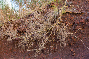 Plants survive in the harshest conditions on the slope of the volcano Vesuvius