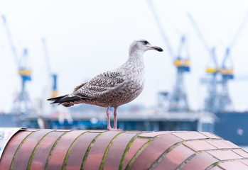 seagull standing on top of wall with harbor cranes in shallow background