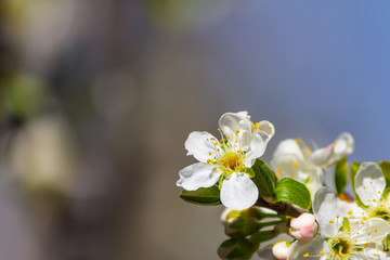 Obraz na płótnie Canvas Spring tree flowers