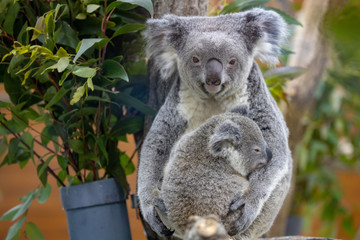 コアラ, 子ども