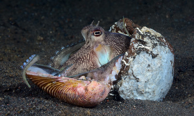 Incredible Underwater World - Coconut octopus - Amphioctopus marginatus. Diving and underwater photography. Tulamben, Bali, Indonesia.