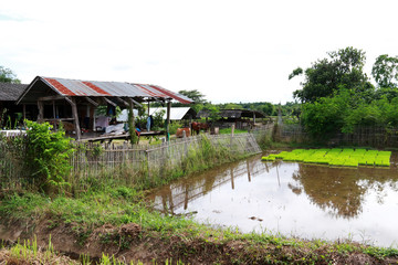 Farm life, wood house with bamboo fence and cow of agricultural at rural in Thailand