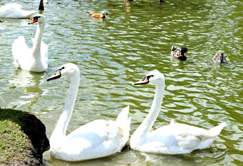 white swan on the lake