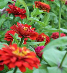 red flower in garden