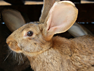 rabbit on a background