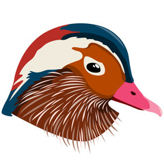 Realistic image of a mandarin duck bird head. Vector.