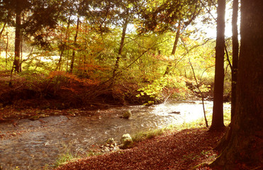 Fototapeta premium Rivière forêt autombe