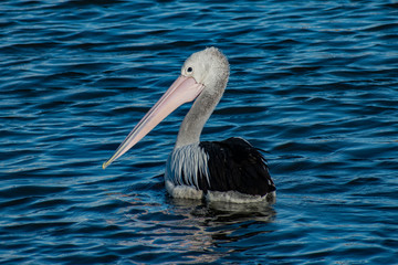 A Pelican hunts for fish on a sunny day
