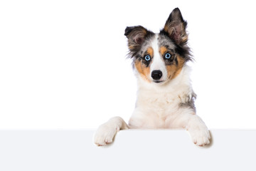 Puppy looking over a wall