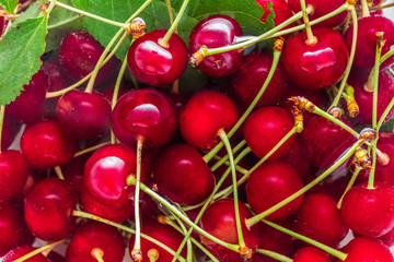 Red cherries in water with green leaves