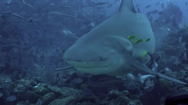 "Bull Shark" Images – Browse 2,074 Stock Photos, Vectors, and Video