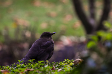 Bird on the fence