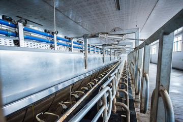 Equipment of milking workshop in dairy farm
