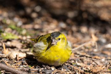 Eurasian Siskin on the ground