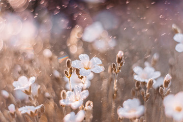 Dreamy nature background with grass, white flowers and water drops in sunlight. Soft focus artistic lens macro.