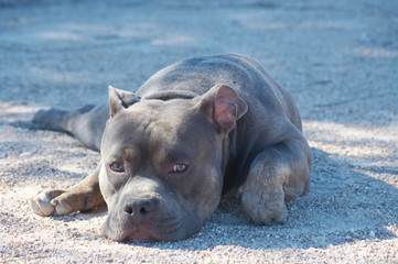 Tranquility bully