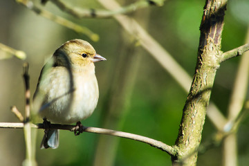 bird on a branch