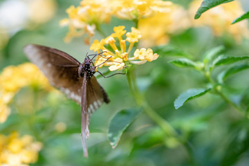 Macro selective focus of single brown butterfly landed and standing on yellow flowers in the garden against morning sunlight with blurred background. The meaning of freshness, soul and immortality.