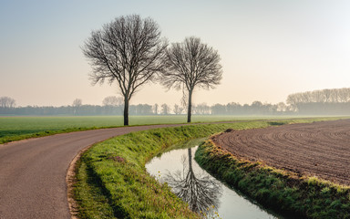 Two bare trees next to a curved country road in a Duch polder. One of the trees is reflected in the...