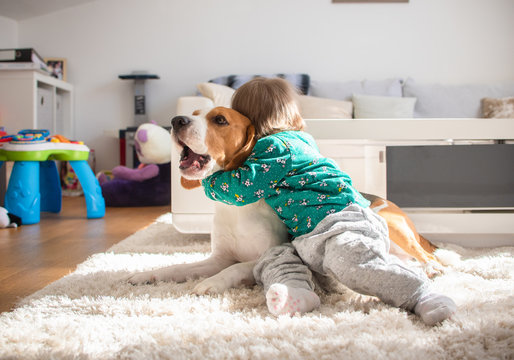 Baby hugging tight Beagle dog in sunny room.